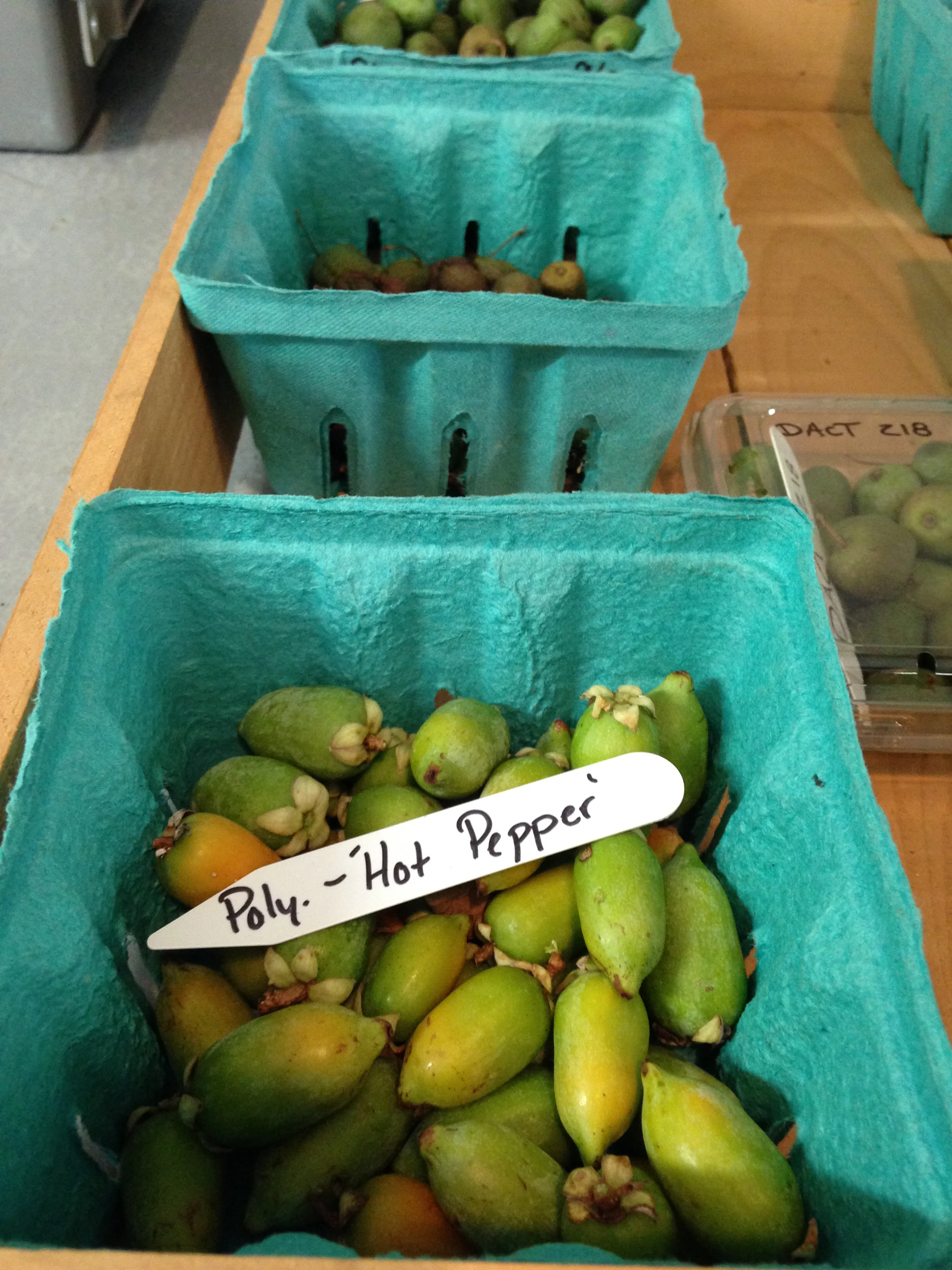 The Kiwi Apocalypse — Outside/In